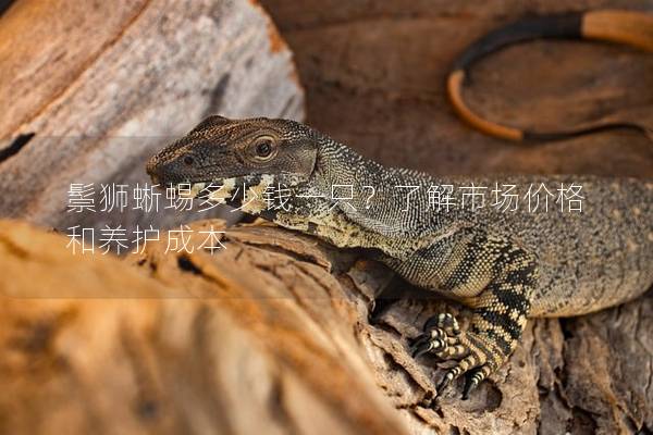 鬃獅蜥蜴多少錢一只？了解市場價格和養護成本